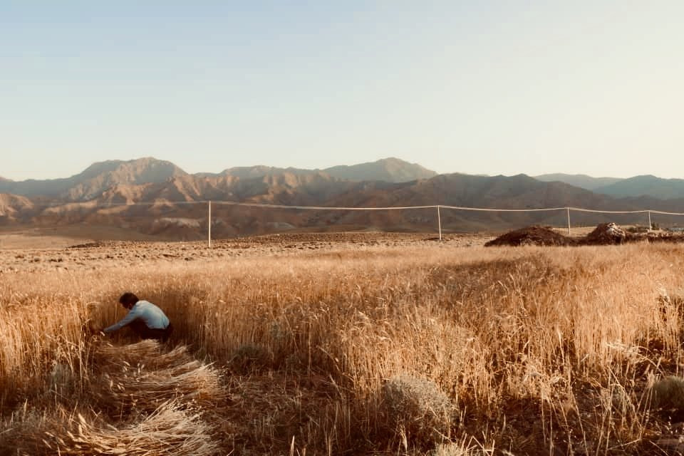巴姆城景点图片