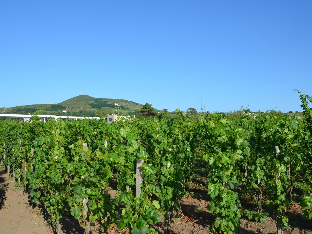 Tenuta Di Castellaro Winery-利帕里必去景点