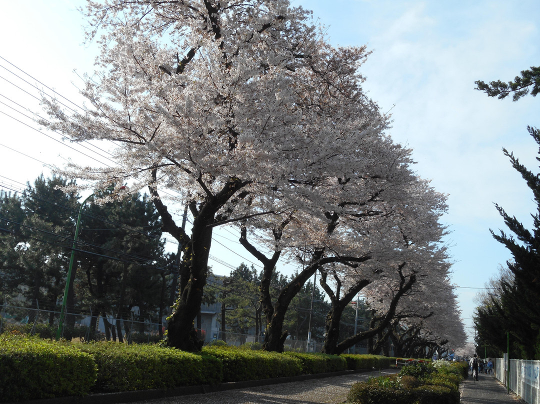 Higashihara Cherry Blossom Trees景点图片