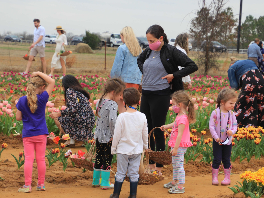 Texas Tulips-Pilot Point必去景点