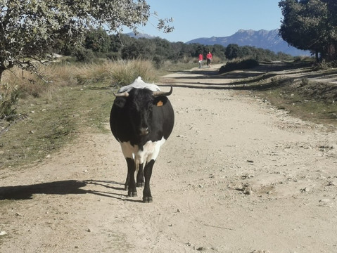 Ruta Galapagar-Galapagar必去景点