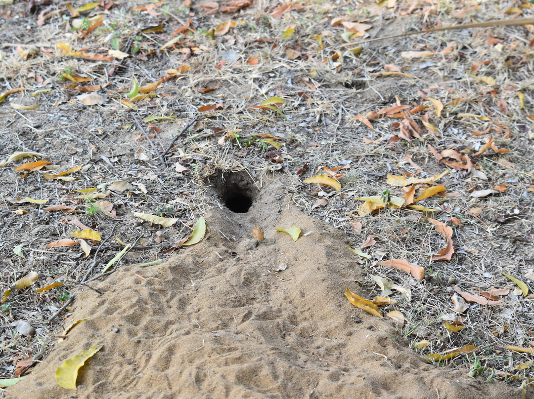 The Oasis Ayurveda Beach Resort主图