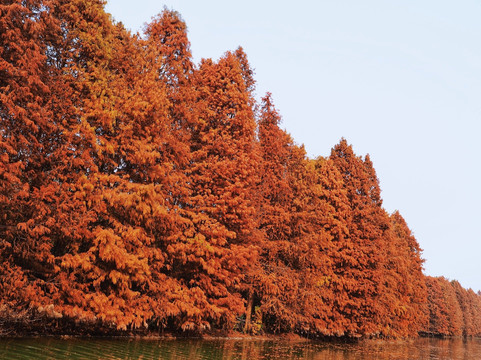 海湾国家森林公园-上海市必去景点