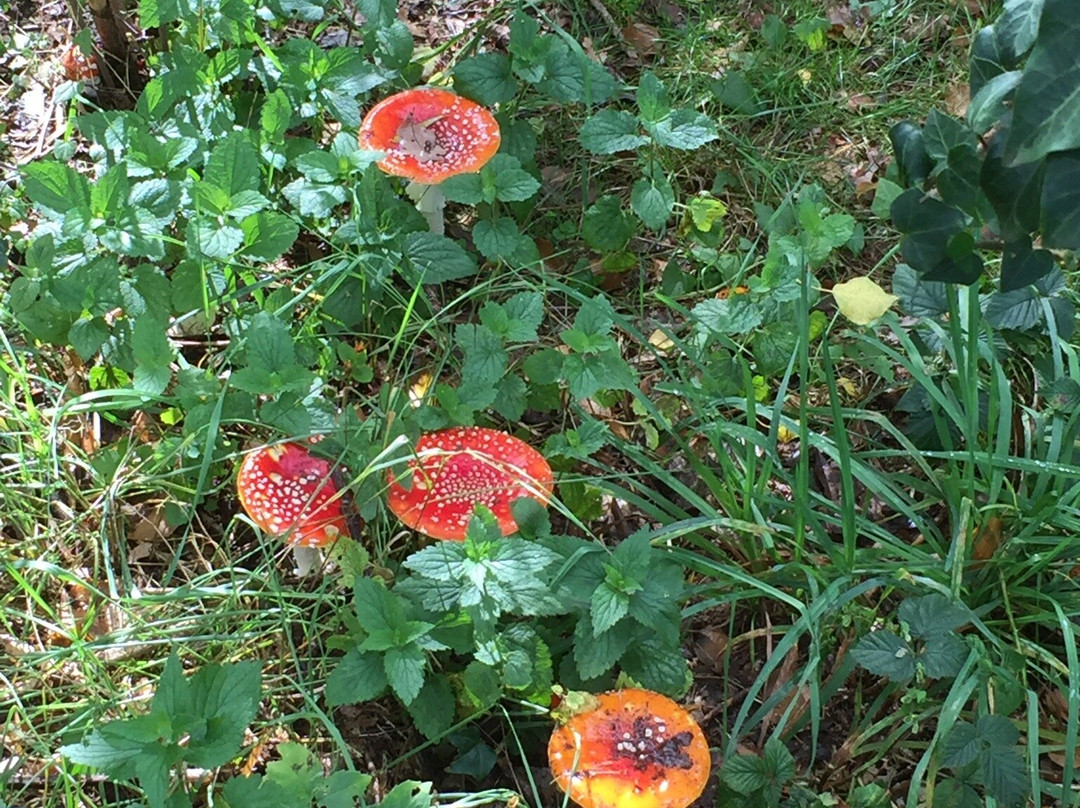 Park Lingezegen-Elst必去景点