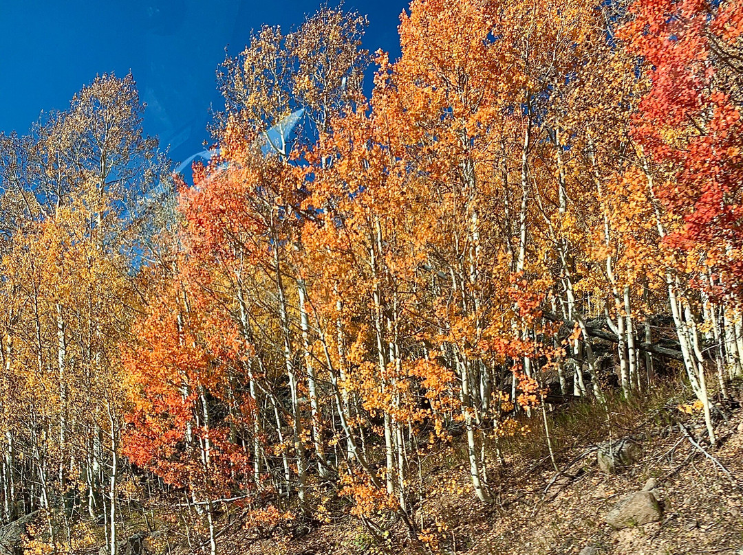 Grand Mesa National Forest-Collbran必去景点
