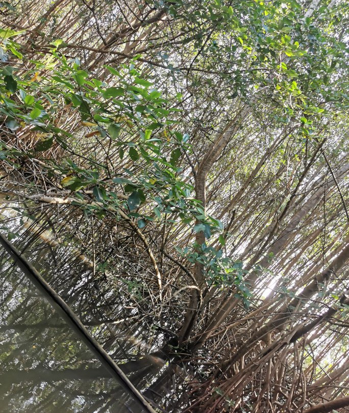 Le Mantou - Ecomer-Trois-Ilets必去景点