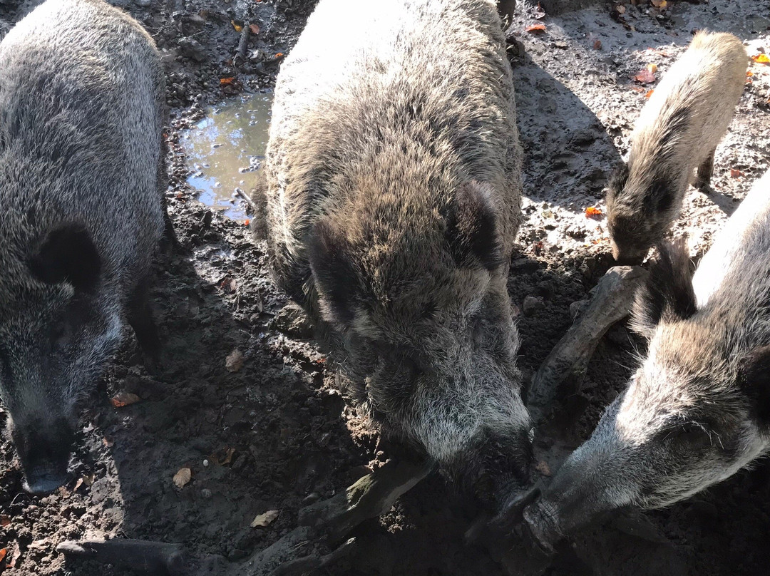 Wildgatter im Stadtwald-于尔岑必去景点