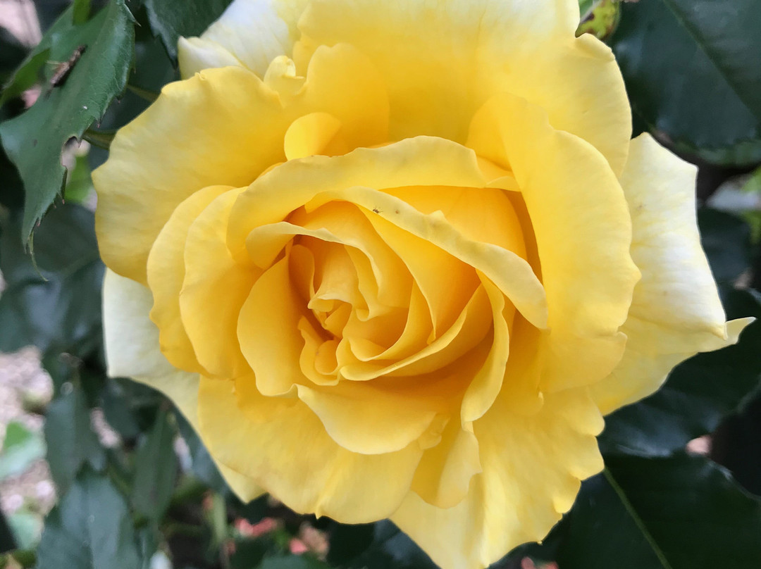 玫瑰城汽车旅馆主图