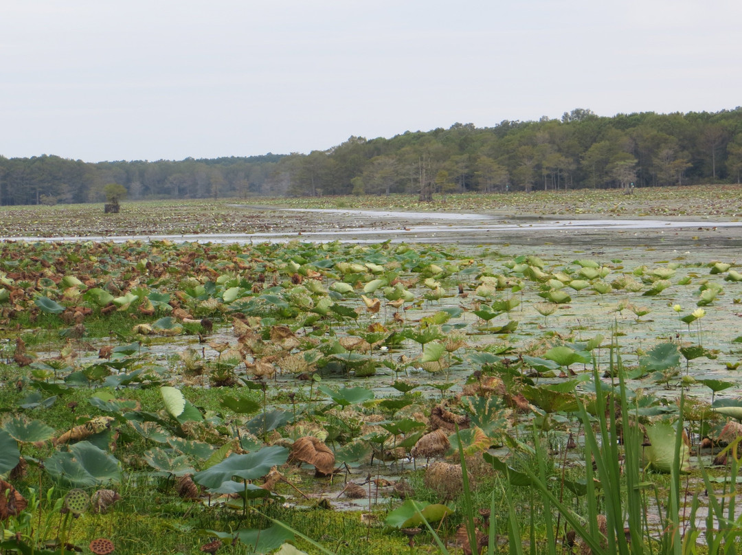 Caddo Lake National Wildlife Refuge-Karnack必去景点
