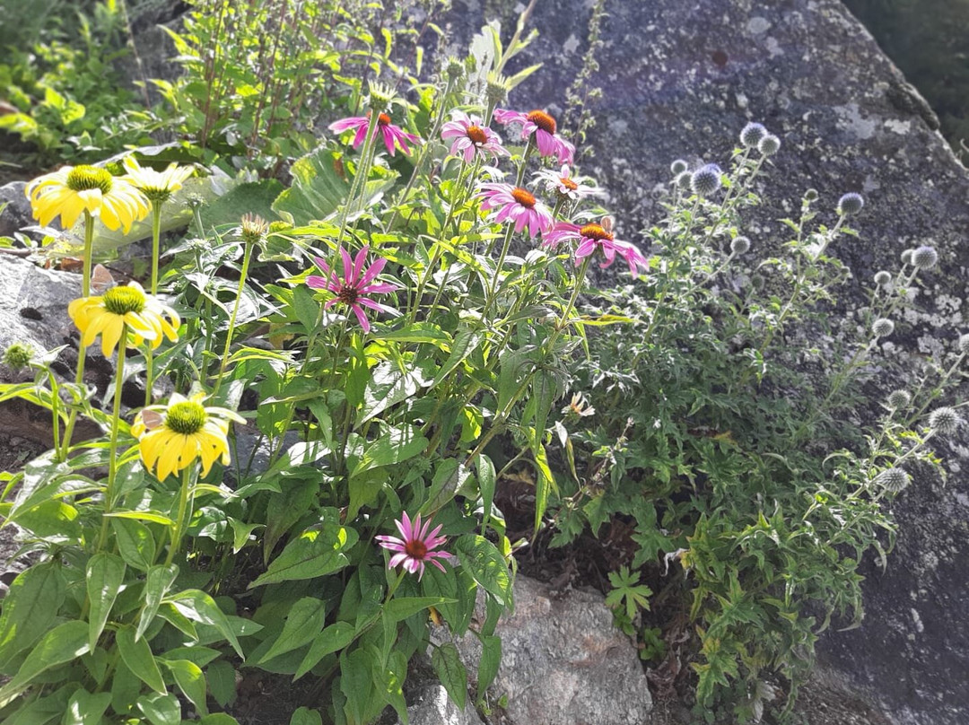 Giardino Botanico Alpino Paradisia景点图片