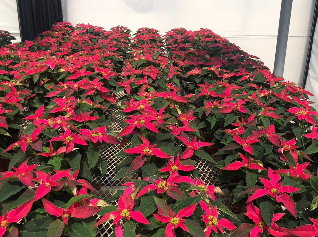 Weidner's Gardens-恩西尼塔斯必去景点