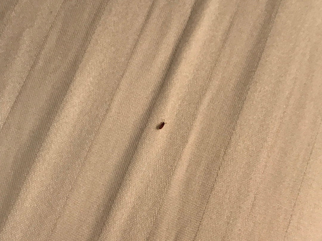 Lakeside Lodge Clemson主图