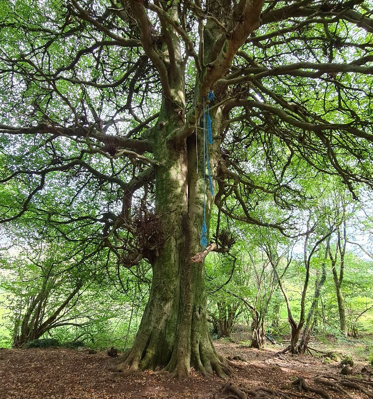 Fforest Fawr景点图片
