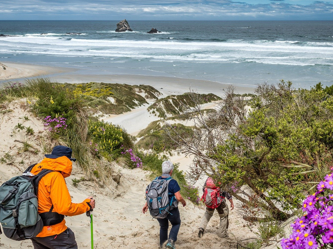 Excursions guidées à Dunedin, atelier photo et séjours thématiques en NZ-但尼丁必去景点