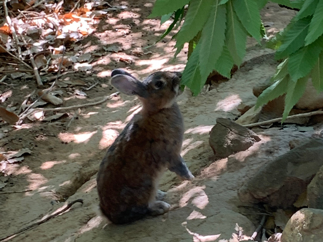 Parco Zoo di Poppi-波皮必去景点