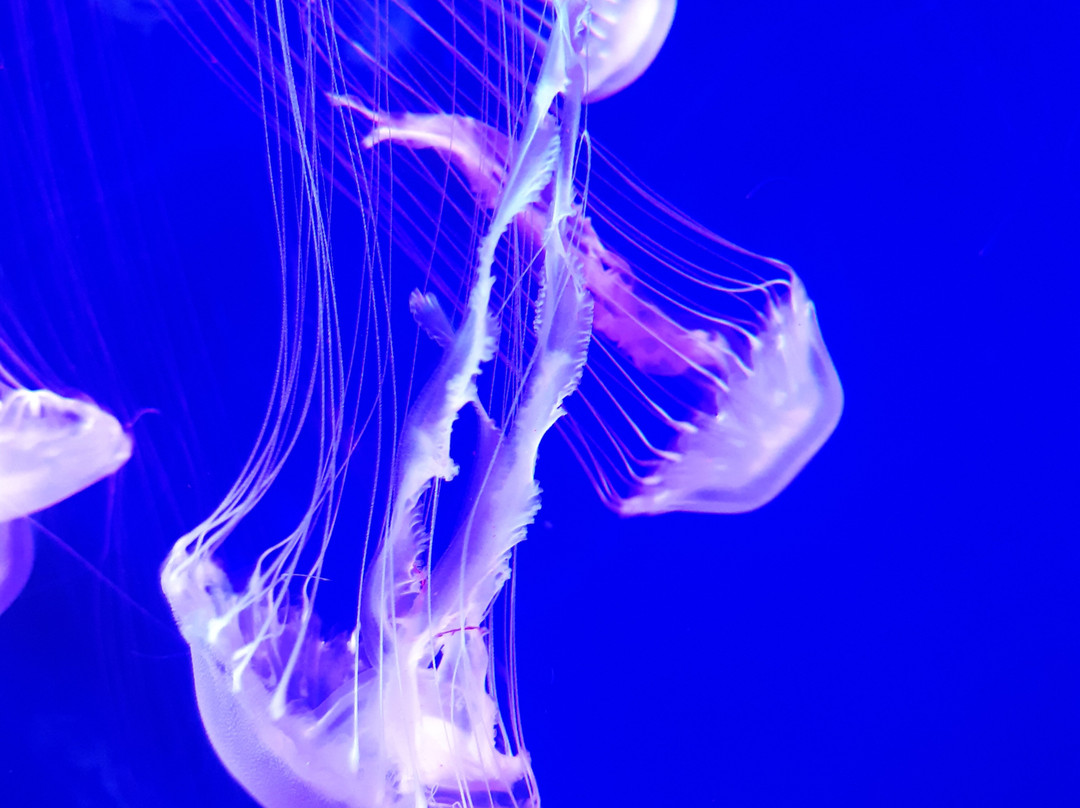 Jellyfish Museum-基辅必去景点