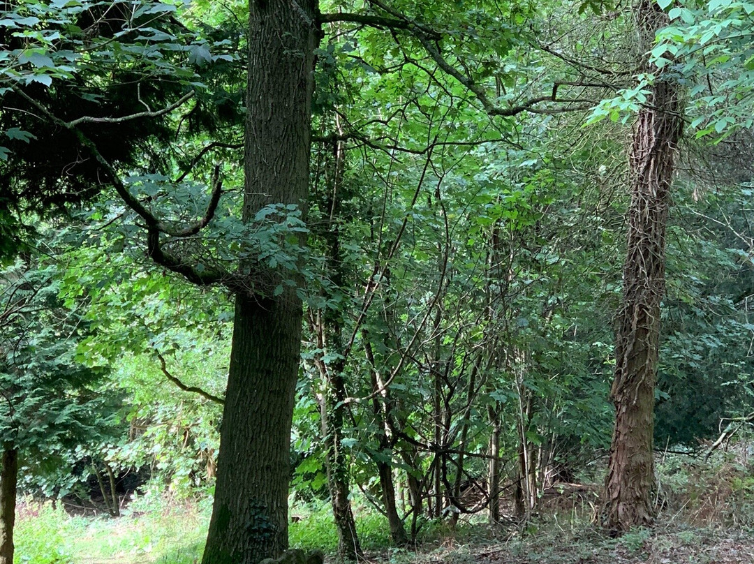The Pinetum Lodge主图