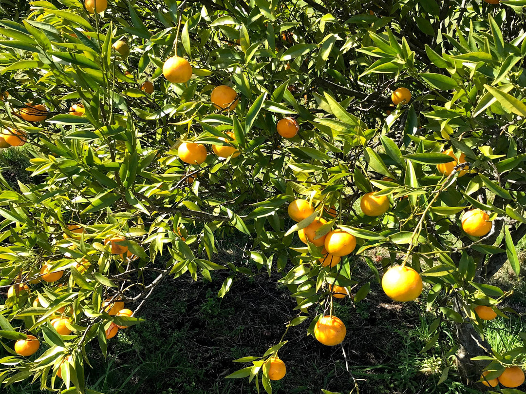 Chacrita del Sur主图