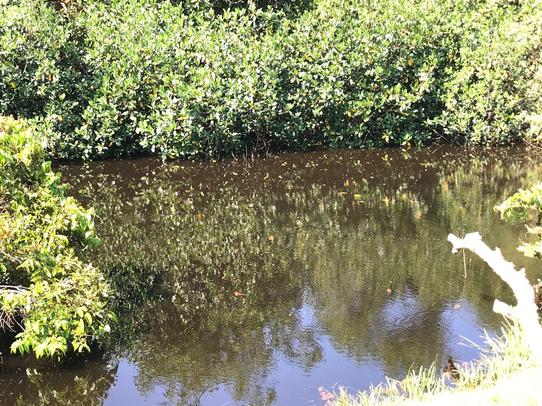 Paget Marsh-佩吉特教区必去景点