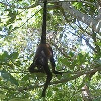 Villas Picalu Lodge主图