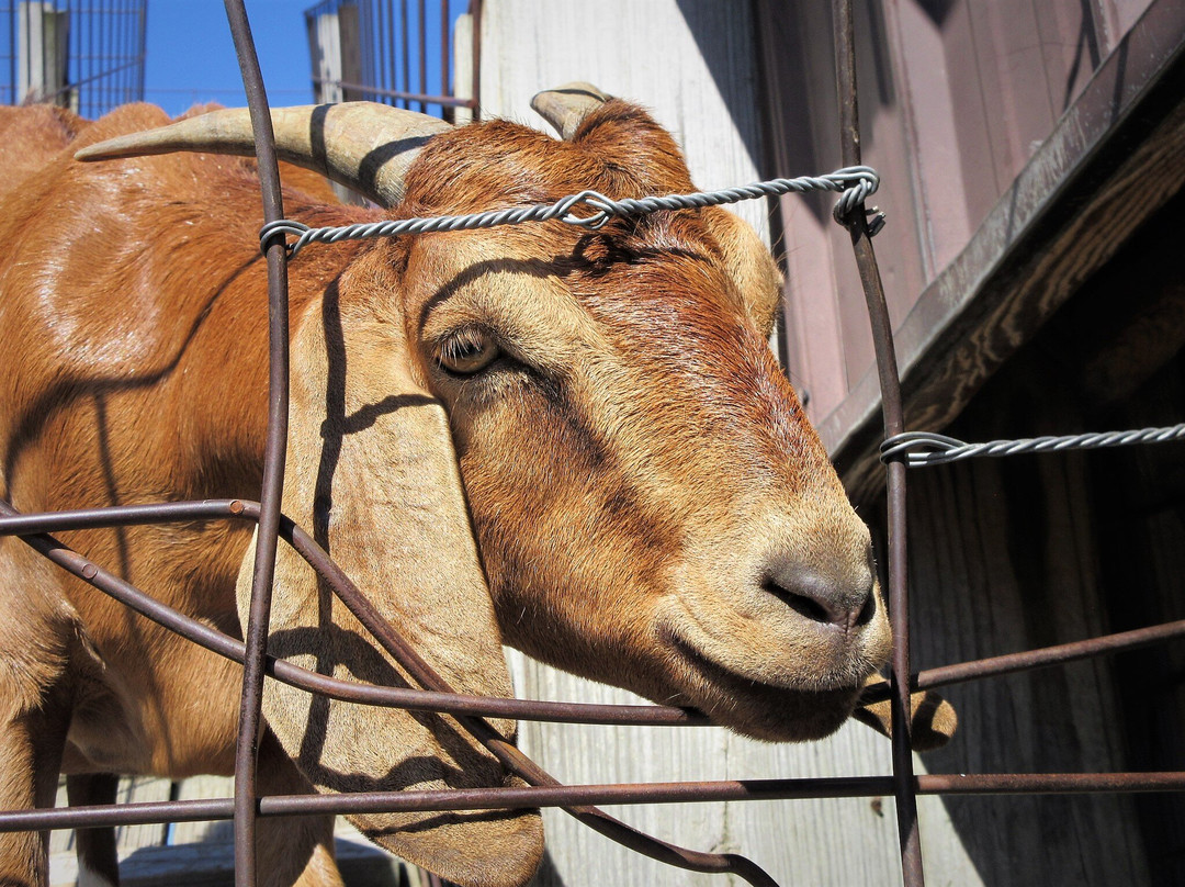 Tanners Orchard-Speer必去景点