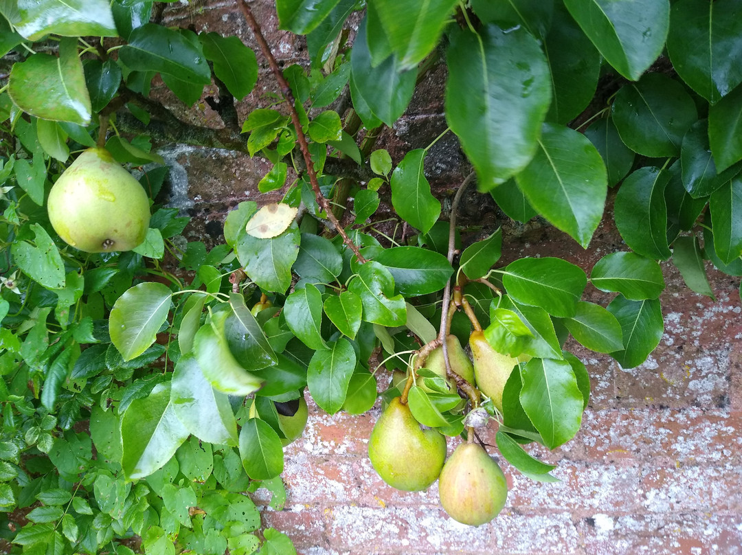 Stackpole Walled Garden-Stackpole必去景点