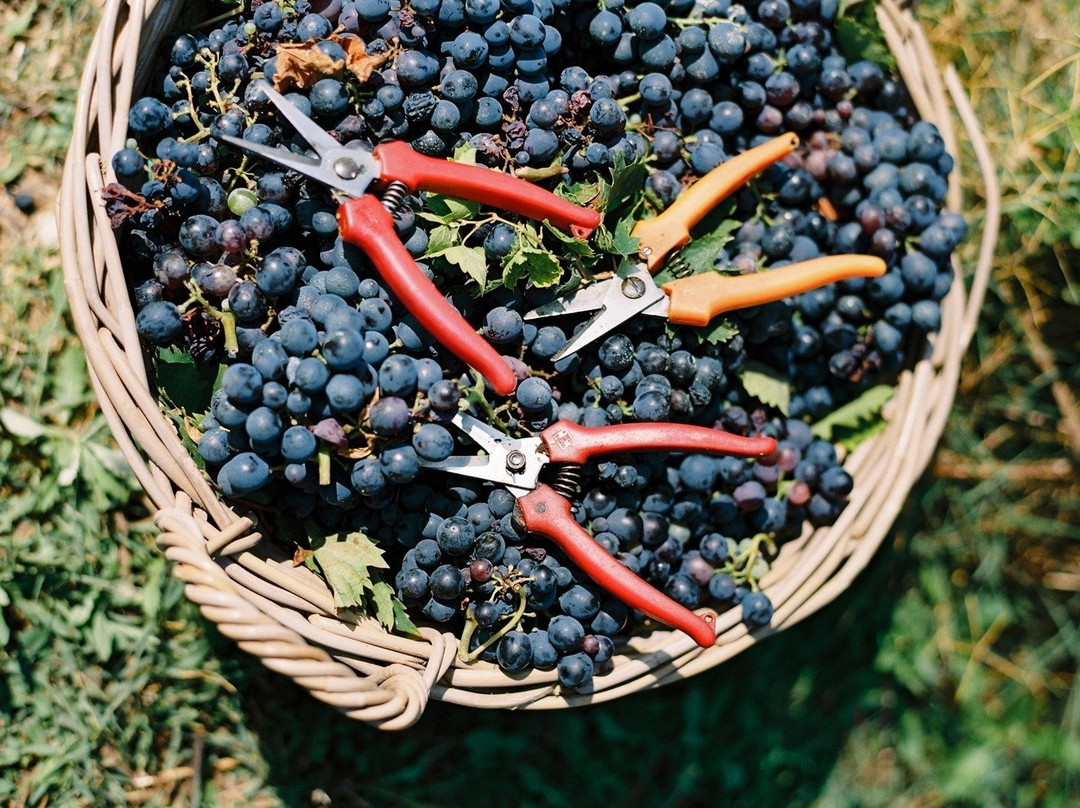 The Vinum WInery-Villa Caldari必去景点