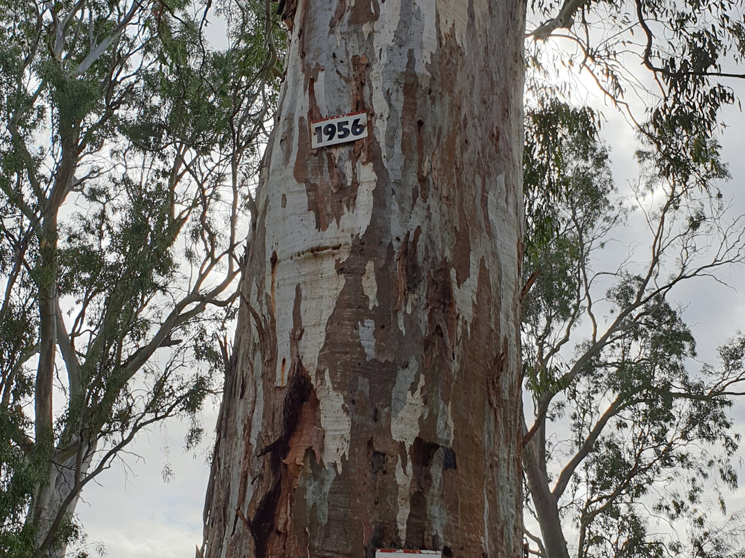Loxton's Tree Of Knowledge景点图片