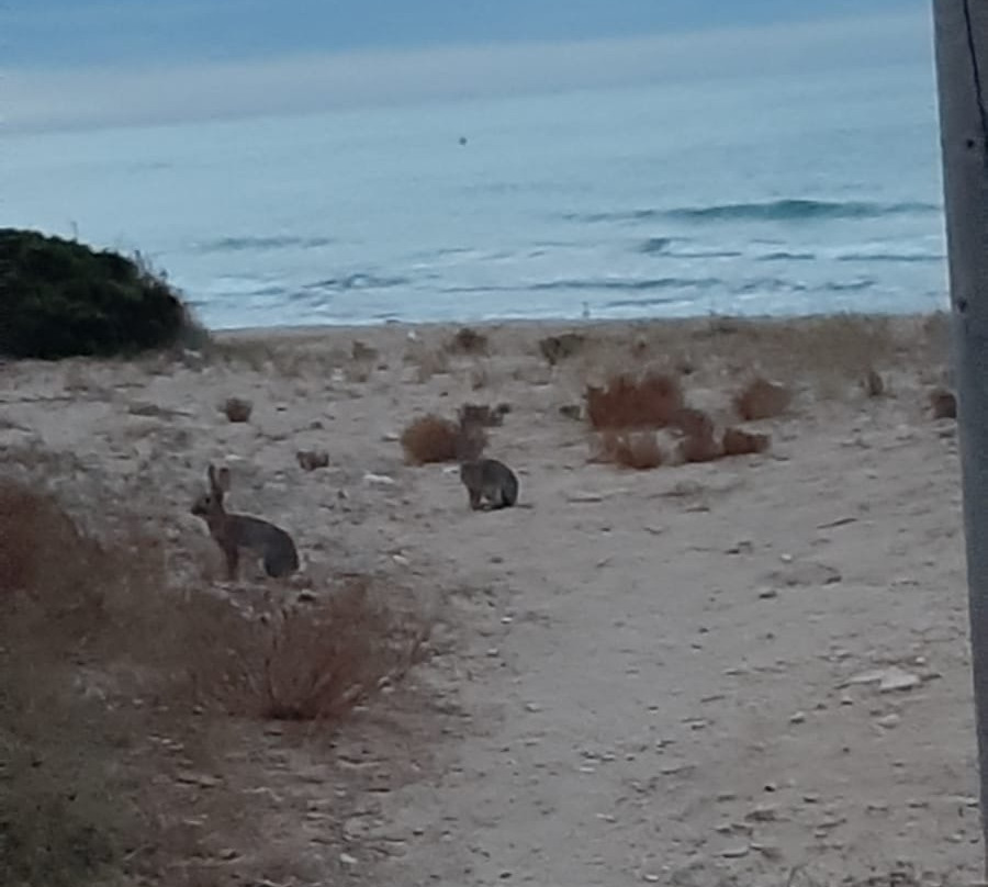 Platja Llarga景点图片