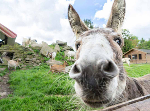 Wildpark Schmidt-Schmidt必去景点