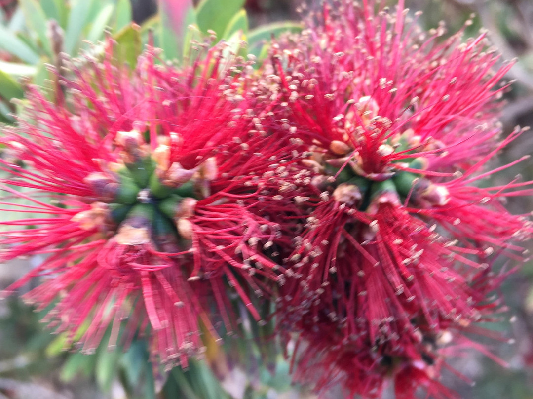 Sea Lake Murals-Sea Lake必去景点