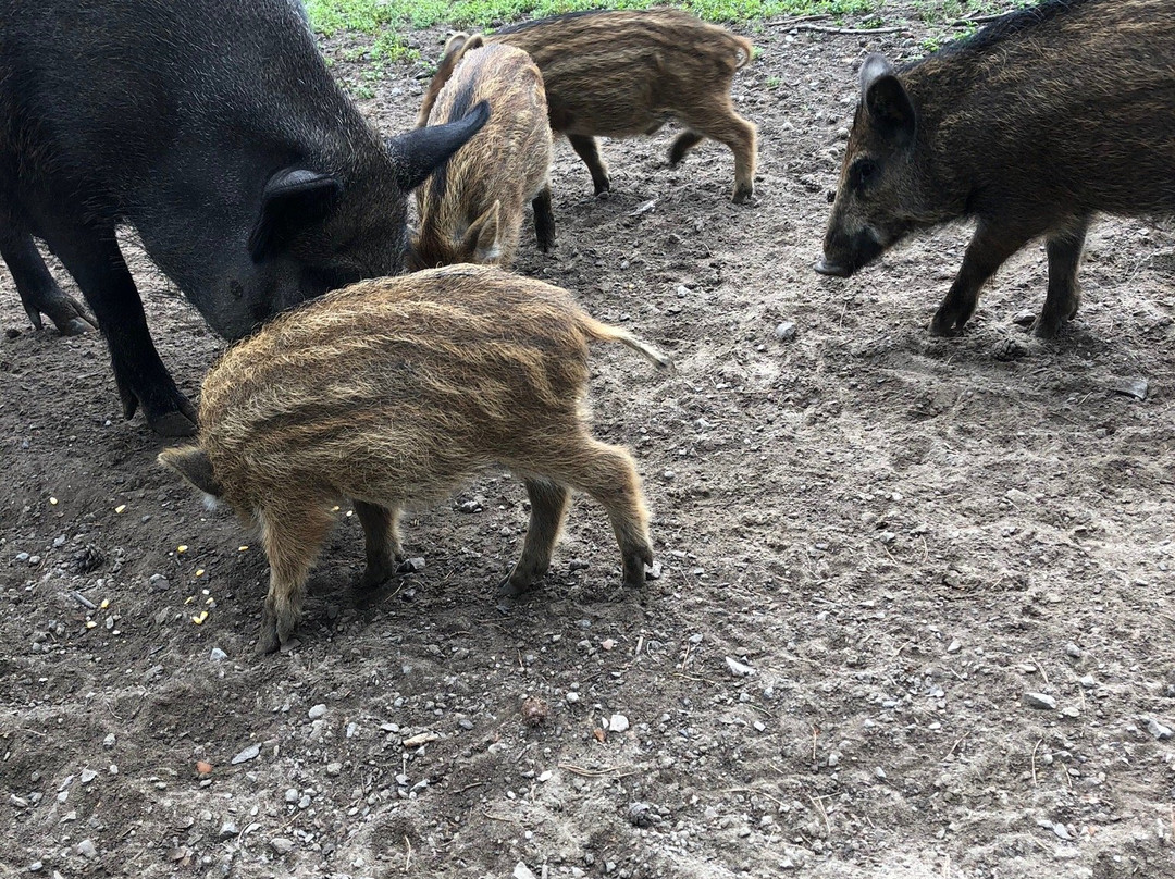 Naturwildpark Granat景点图片