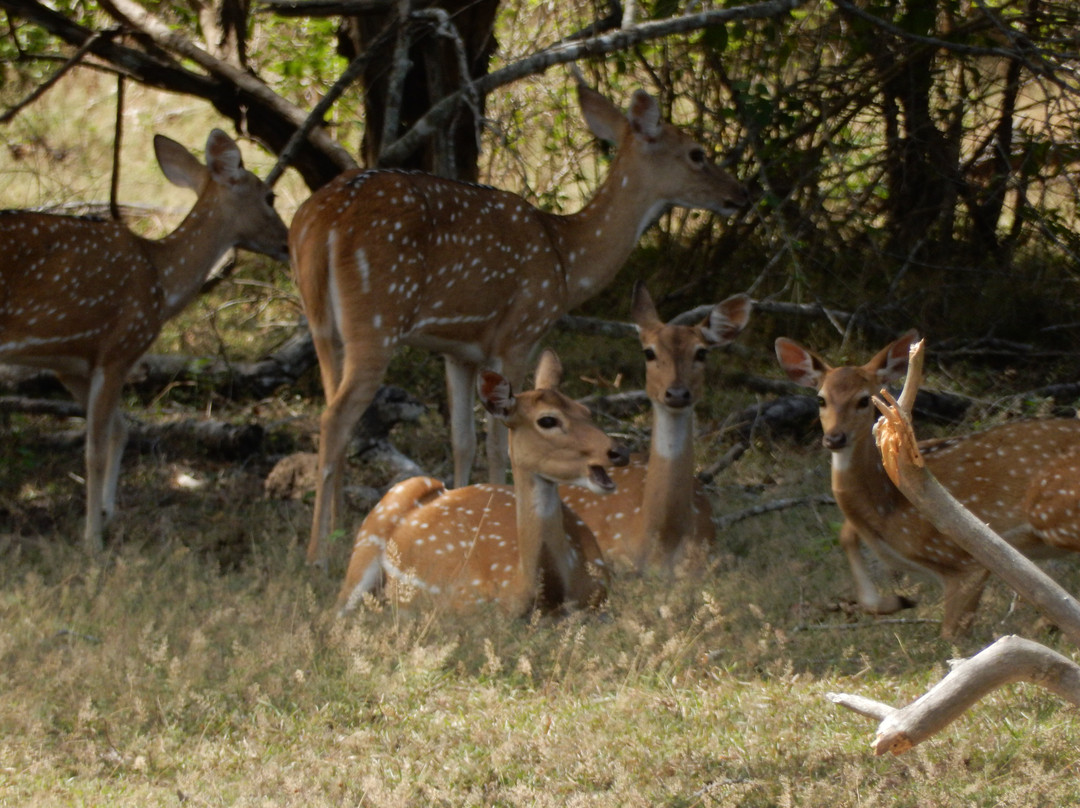 Yala Safari Tours景点图片