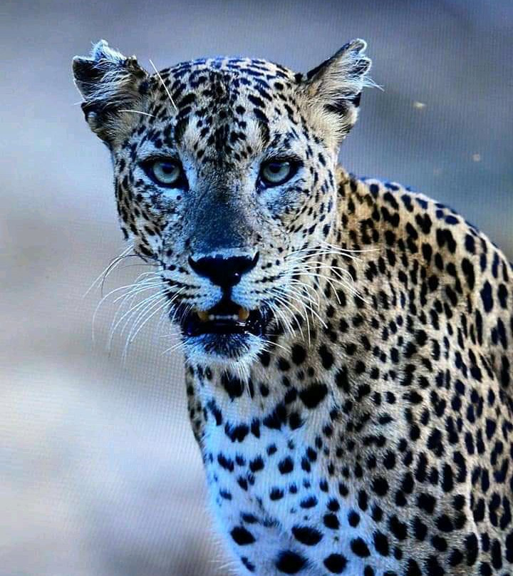 Wego Srilanka Taxi & Tours-蒂瑟默哈拉默必去景点