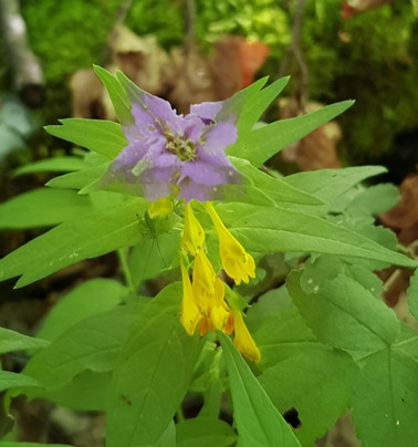 La Compote旅游攻略图片