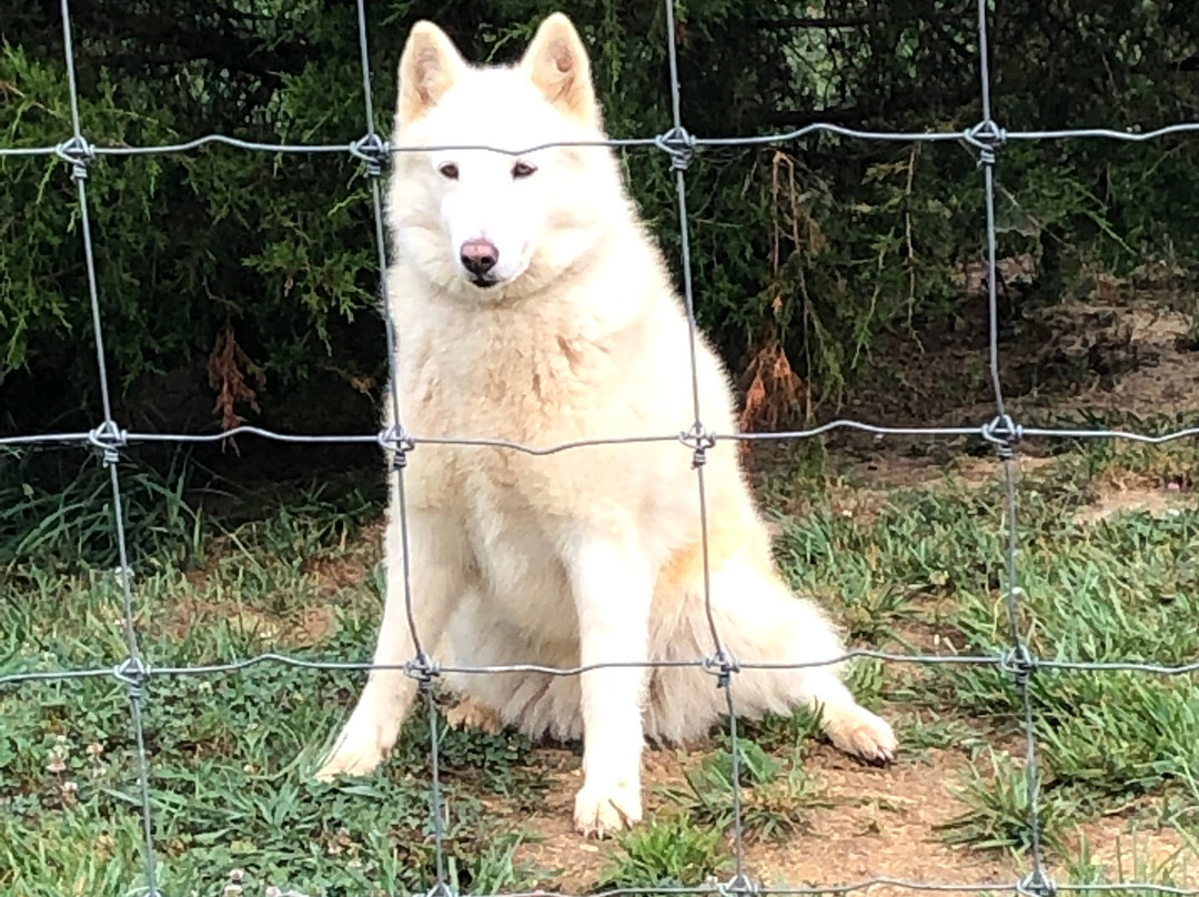 Wolf Paws Positive Awareness Wolfdog Sanctuary-Dandridge必去景点