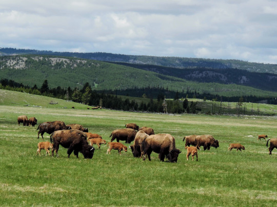Roam Yellowstone Guiding-西黄石镇必去景点