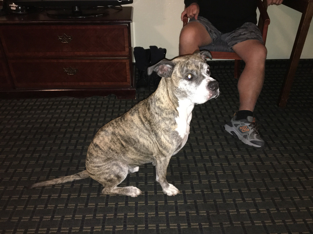 Jamestown Railtown Motel主图