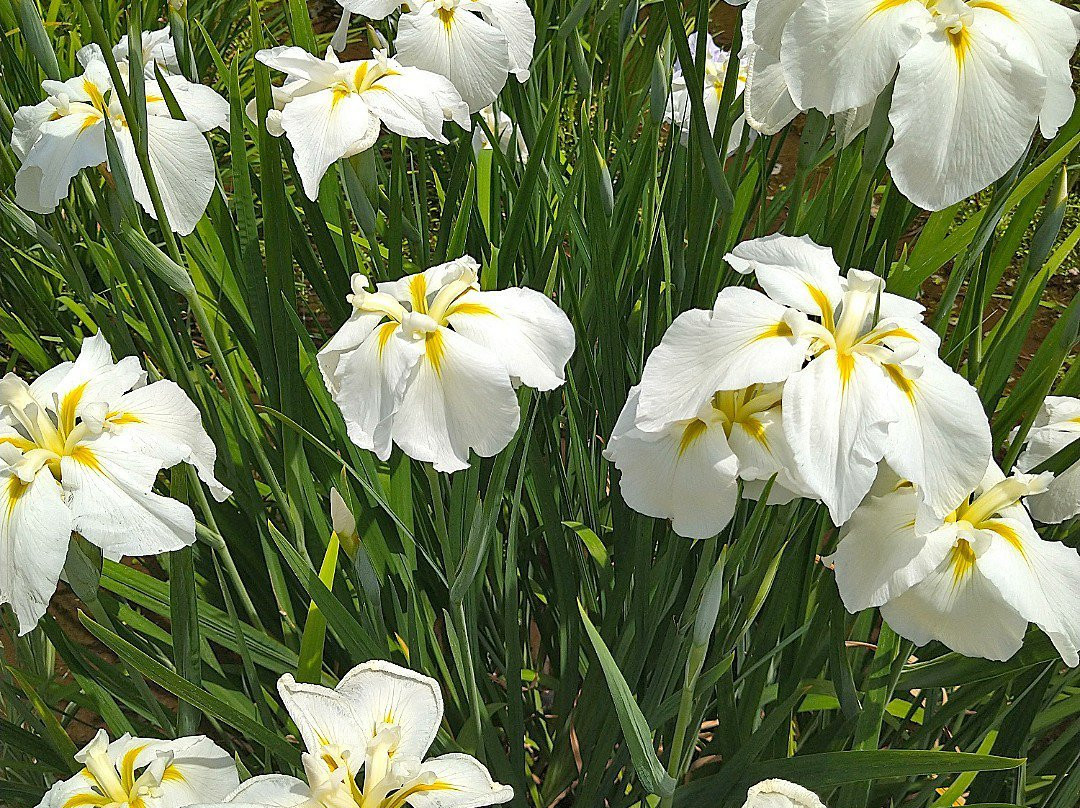 Yakushiike Park-町田市必去景点
