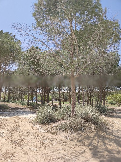 Yeruham Park and Lake-Yeruham必去景点