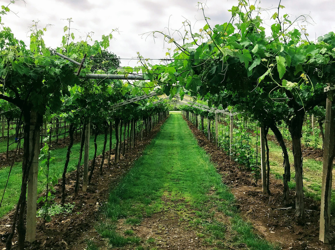 Azienda Agricola Cantina Spada景点图片