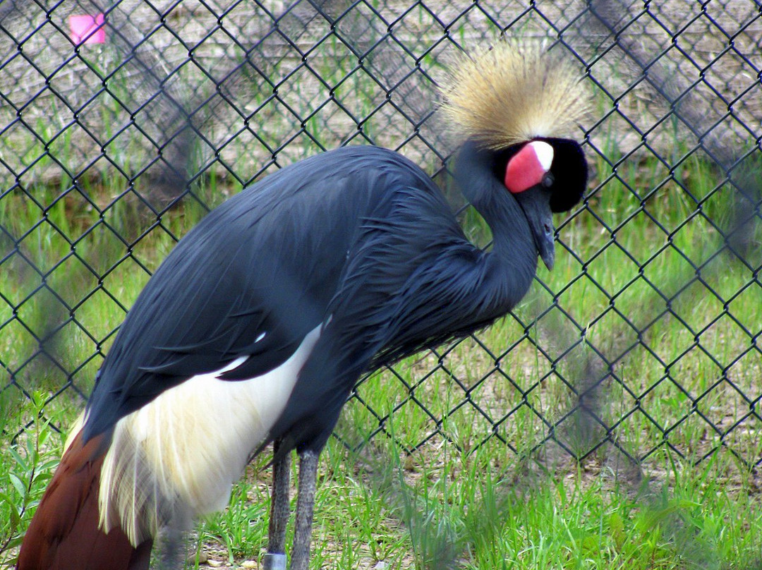 International Crane Foundation景点图片