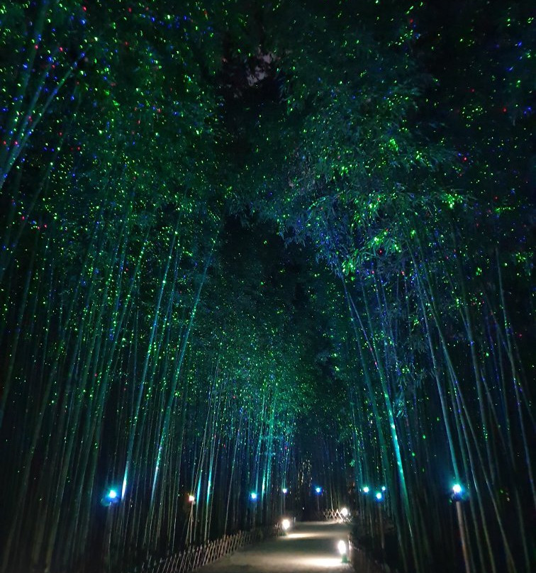 Taehwa River Seepri Bamboo Grove-蔚山必去景点