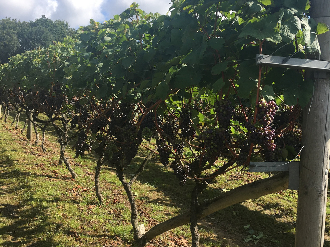 Biddenden Vineyards景点图片