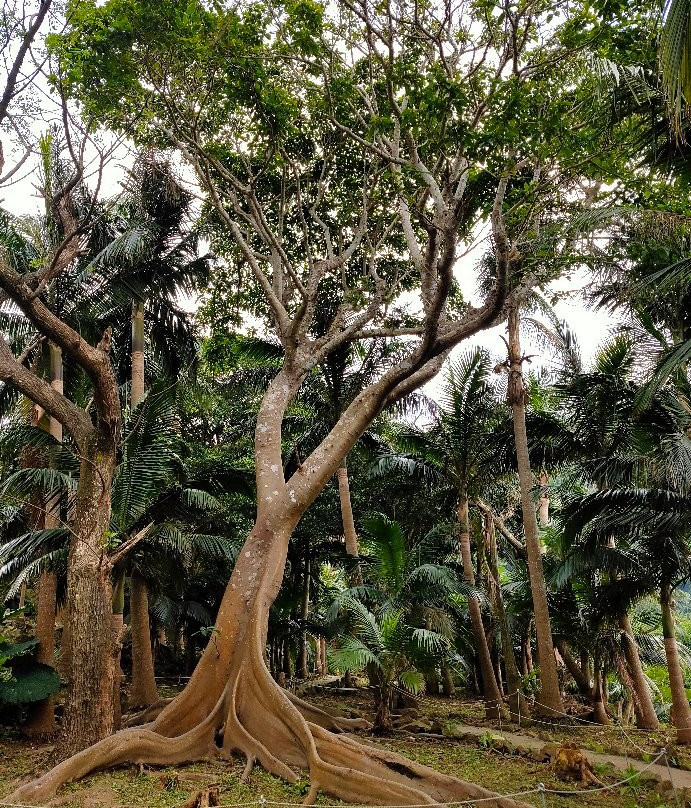 Satake Yaeyama Palm Trees Museum景点图片