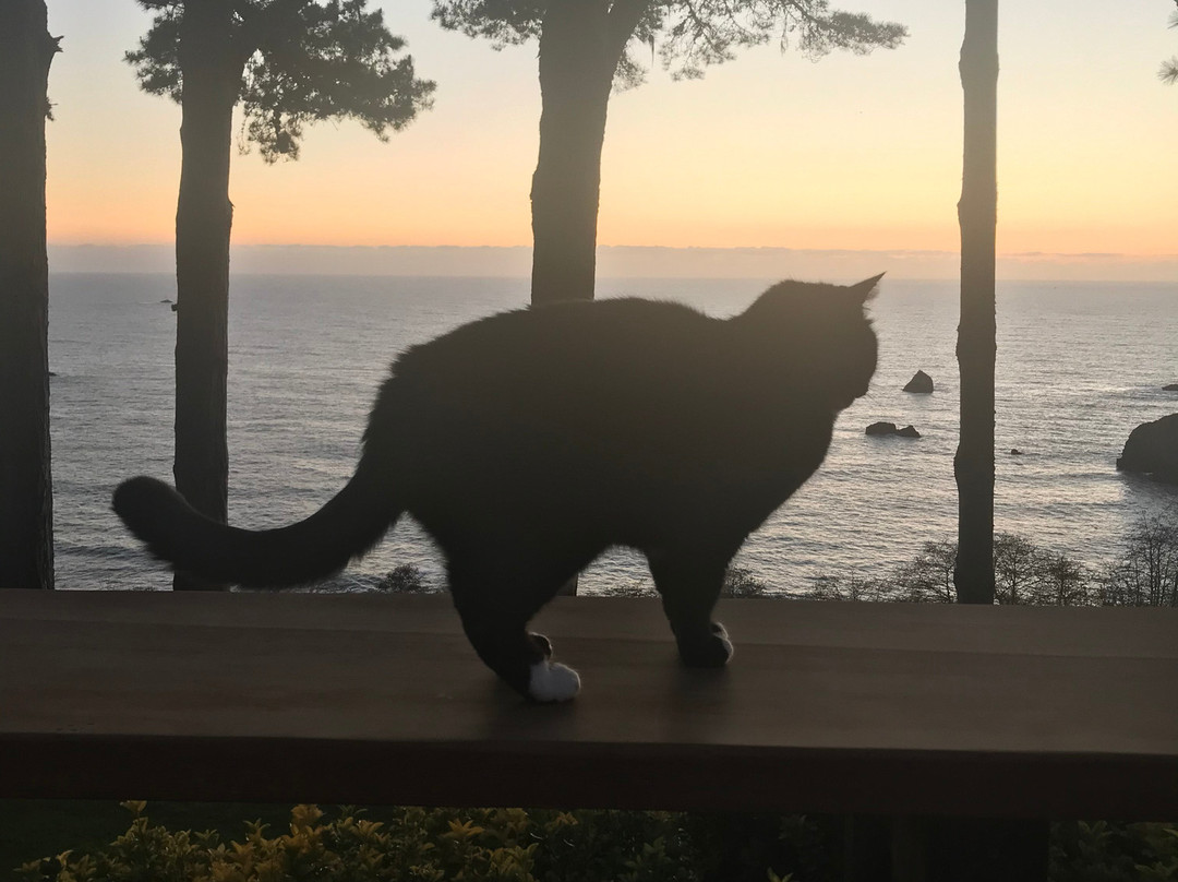 Lost Whale Inn主图