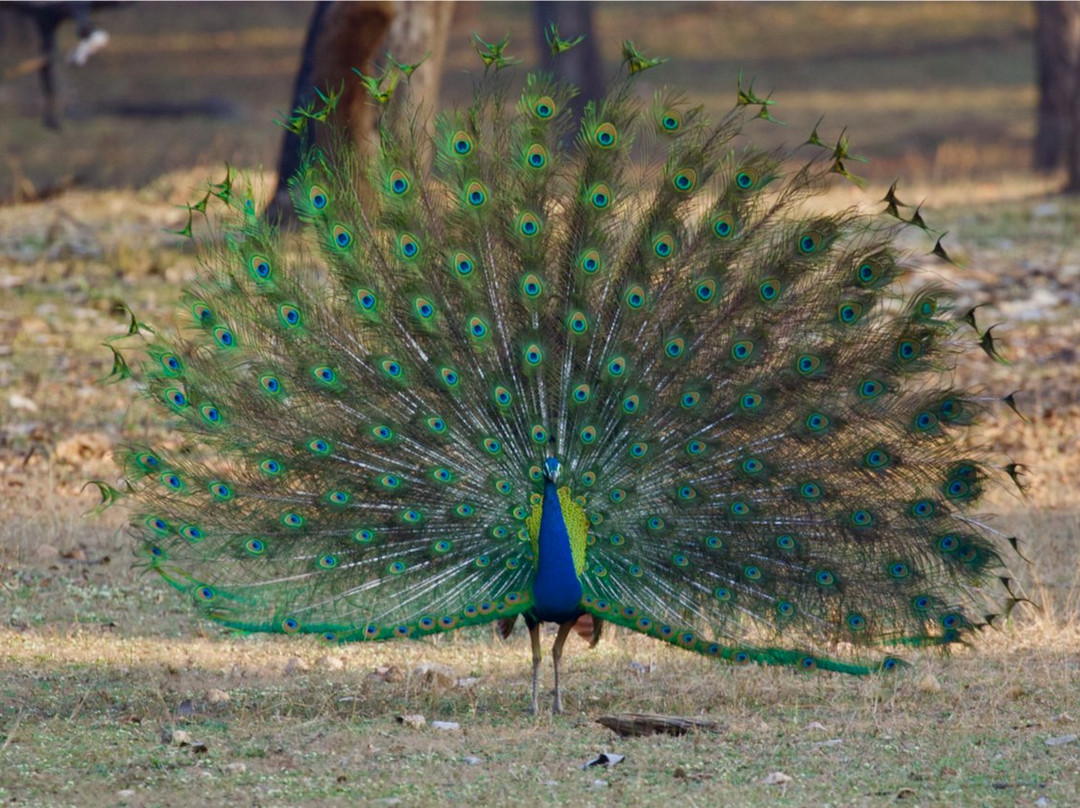 Pench Tiger Reserve景点图片