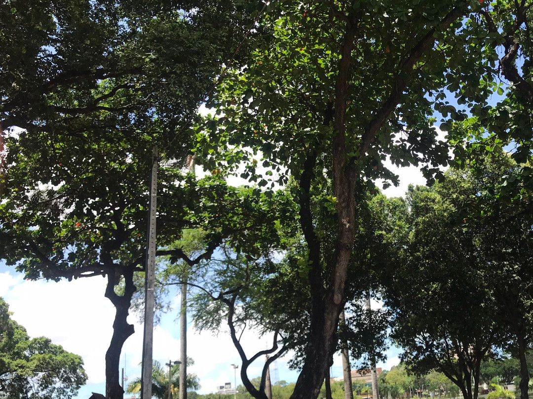 Parque Solon de Lucena景点图片