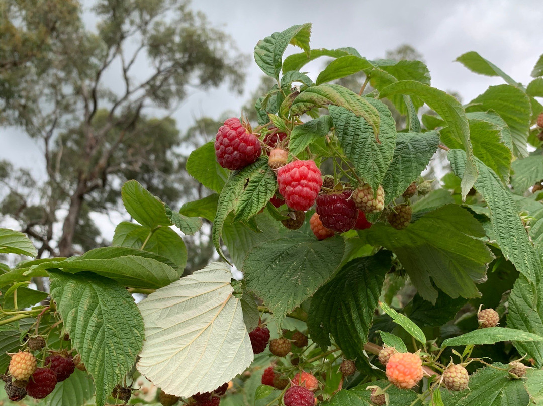 Warratina Lavender Farm-Wandin North必去景点