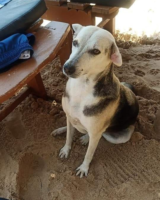 Goyambokka Beach-唐卡拉必去景点